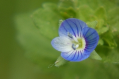 Veronica persica