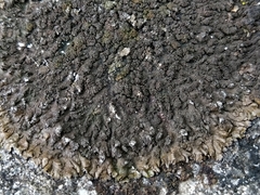 Xanthoparmelia verruculifera