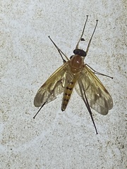 Rhagio floridensis