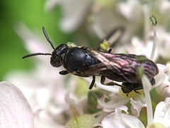Hylaeus communis