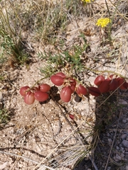 Astragalus chorinensis