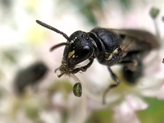 Hylaeus communis