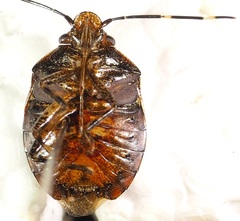 Antiteuchus guianensis