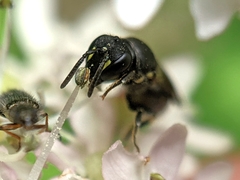 Hylaeus communis