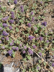 Dracocephalum pinnatum