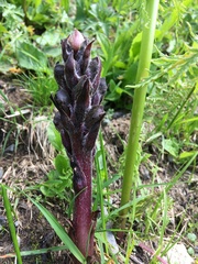 Orobanche gamosepala