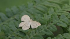 Idaea pallidata