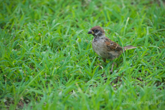 Passer montanus malaccensis