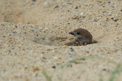 Passer montanus malaccensis