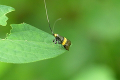 Nemophora decisella