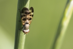 Melieria