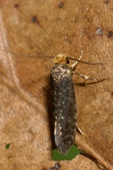 Cephimallota angusticostella