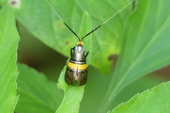 Nemophora decisella