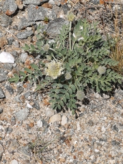 Astragalus lupulinus