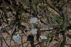 Stylisma pickeringii pattersonii