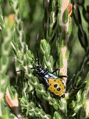 Plinachtus pungens