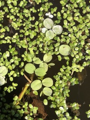 Salvinia minima