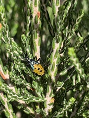 Plinachtus pungens
