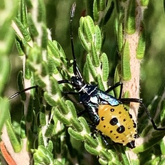 Plinachtus pungens