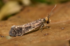 Cephimallota angusticostella