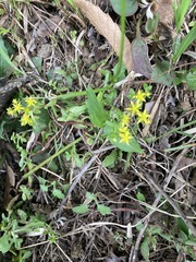 Sedum bulbiferum
