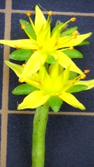 Sedum bulbiferum