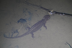 Cynops pyrrhogaster