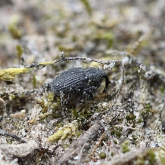 Ceutorhynchus puncticollis