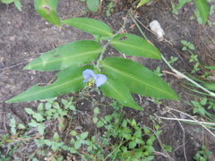 Commelina erecta erecta