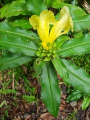 Costus villosissimus