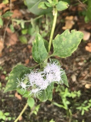Chromolaena odorata