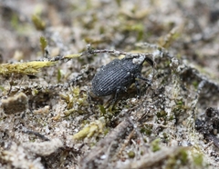 Ceutorhynchus puncticollis