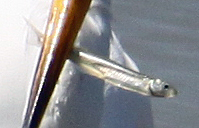 Atheriniformes