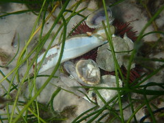 Lytechinus variegatus carolinus