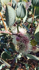 Hakea petiolaris