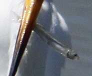 Atheriniformes