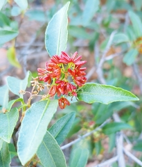 Dodonaea petiolaris