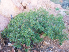Dodonaea petiolaris