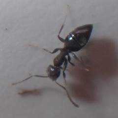 Technomyrmex difficilis
