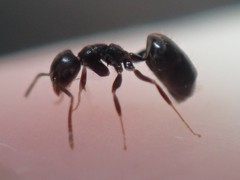 Technomyrmex difficilis