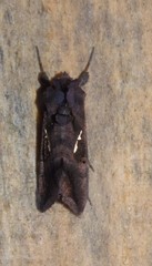 Thysanoplusia calceolaris