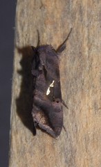 Thysanoplusia calceolaris