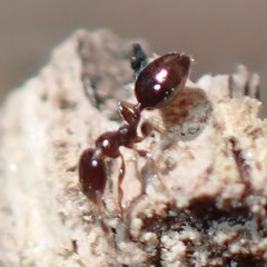 Xenomyrmex floridanus