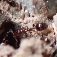 Xenomyrmex floridanus