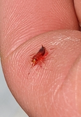 Insecta