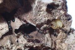 Xenomyrmex floridanus