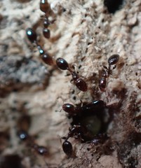 Xenomyrmex floridanus