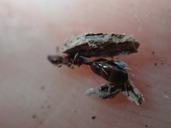 Xenomyrmex floridanus