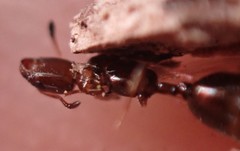 Xenomyrmex floridanus