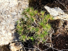 Borya sphaerocephala